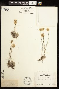 Antennaria rosea image