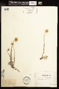 Antennaria rosea image