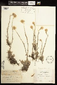 Antennaria rosea image