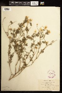Anthemis cotula image