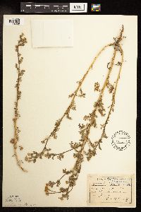 Anthemis cotula image