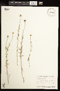 Anthemis cotula image