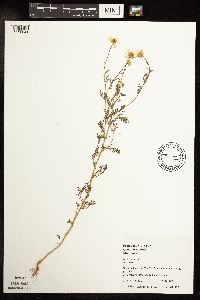 Anthemis cotula image