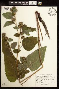 Arctium minus image