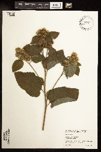 Arctium minus image