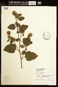 Arctium minus image
