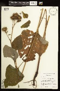 Arctium minus image