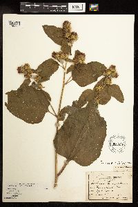 Arctium minus image