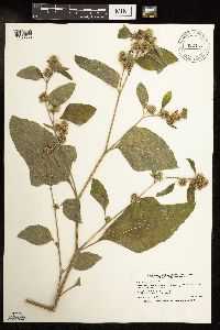 Arctium minus image