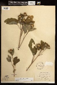 Arctium minus image