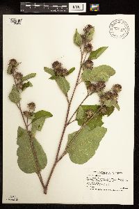 Arctium minus image