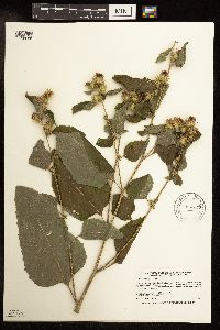 Arctium minus image
