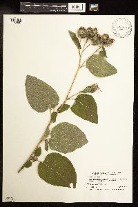 Arctium minus image
