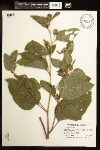 Arctium minus image