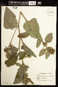 thumbnail image of current specimen