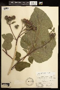 Media resource of Arctium tomentosum