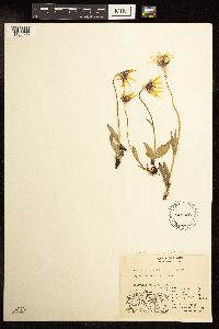 Arnica angustifolia image