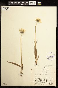 Arnica angustifolia image