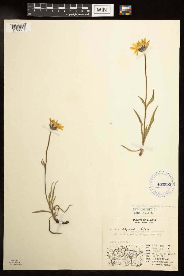 Arnica angustifolia image