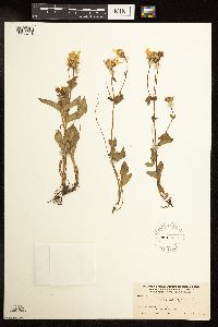 Arnica gracilis image