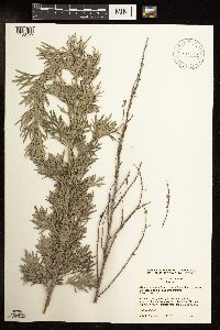 Artemisia absinthium image