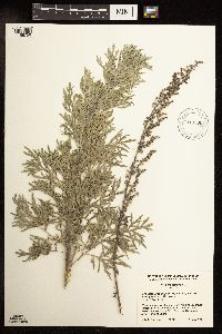 Artemisia absinthium image