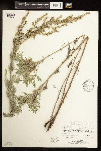 Artemisia absinthium image