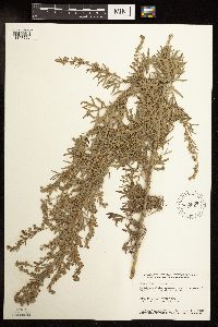 Artemisia absinthium image