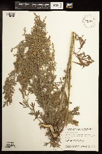 Artemisia absinthium image