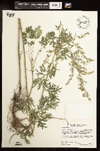 Artemisia absinthium image