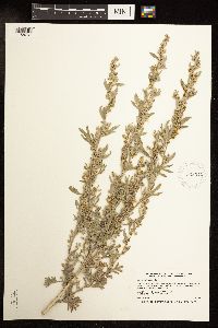 Artemisia absinthium image