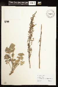 Artemisia absinthium image