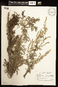 Artemisia absinthium image