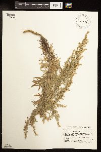 Artemisia absinthium image