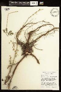 Artemisia absinthium image