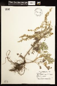 Artemisia absinthium image