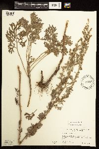 Artemisia absinthium image