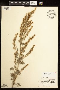 Artemisia absinthium image