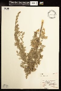 Artemisia absinthium image