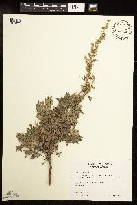 Artemisia absinthium image