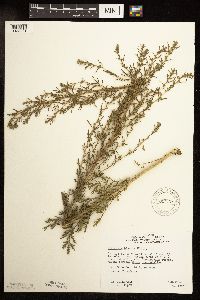 Artemisia biennis image
