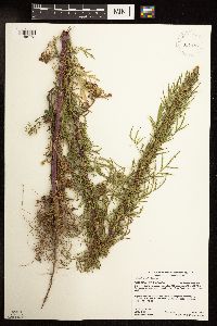 Artemisia biennis image