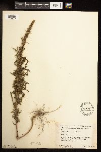Artemisia biennis image