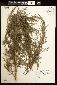 Artemisia biennis image