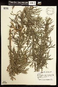 Artemisia biennis image