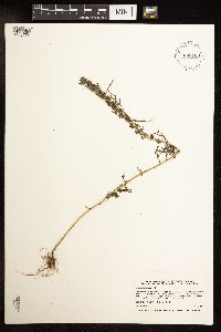 Artemisia biennis image