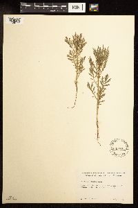 Artemisia biennis image