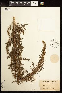 Artemisia biennis image