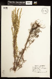Artemisia campestris image