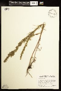 Image of Artemisia campestris
